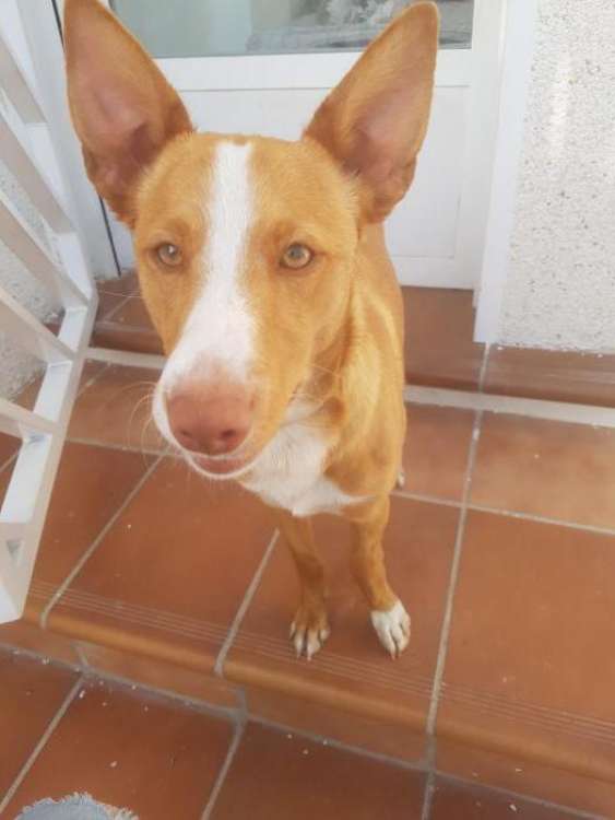 Perro mestizo. Cooper. Perro mestizo. Cooper.