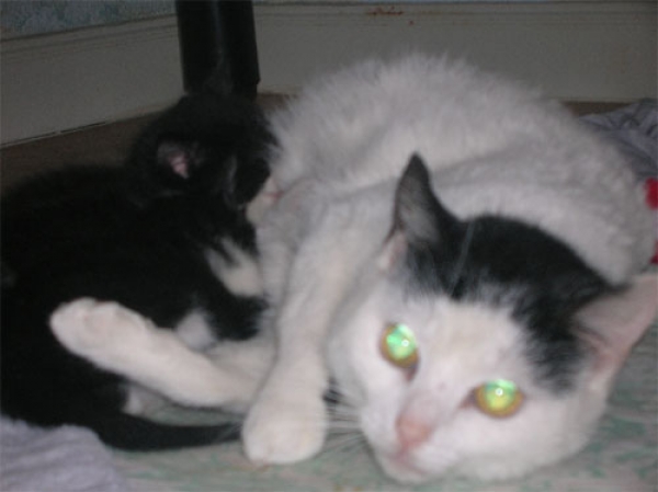 Fotocopia.  Gato en adopcion que busca casa.