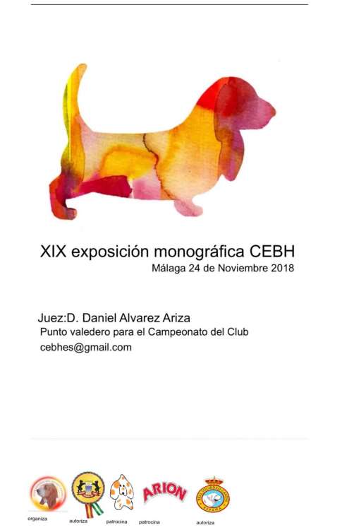Belleza. XIX Exposición Monográfica sin CAC del Club Español del Basset Hound (Málaga   España)