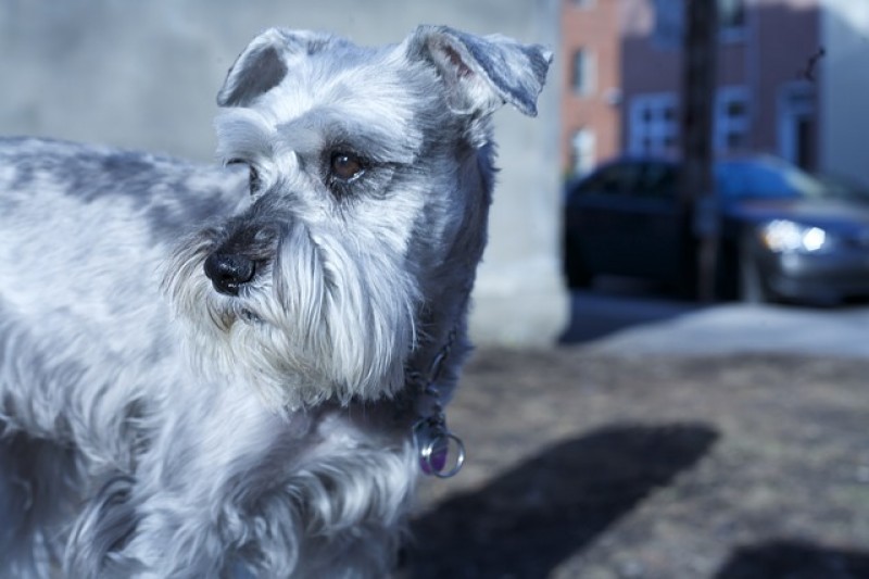 PETSmania - Schnauzer Mediano.