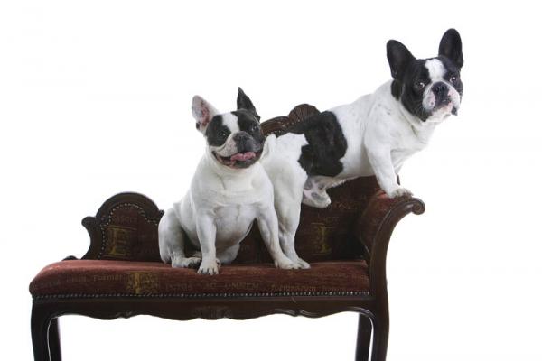 PETSmania - Bulldog Francés.