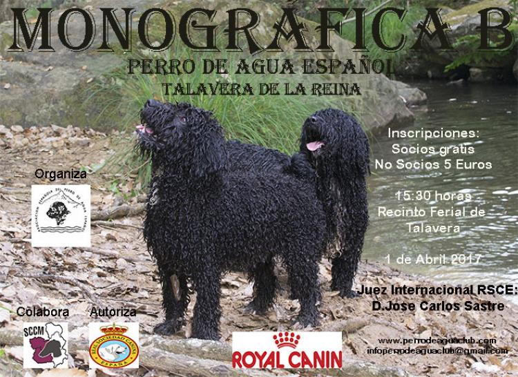 ASOCIACIÓN ESPAÑOLA DEL PERRO DE AGUA ESPAÑOL - Perro de Agua Español. Belleza. MONOGRÁFICA B DEL PERRO DE AGUA ESPAÑOL (Toledo   España)