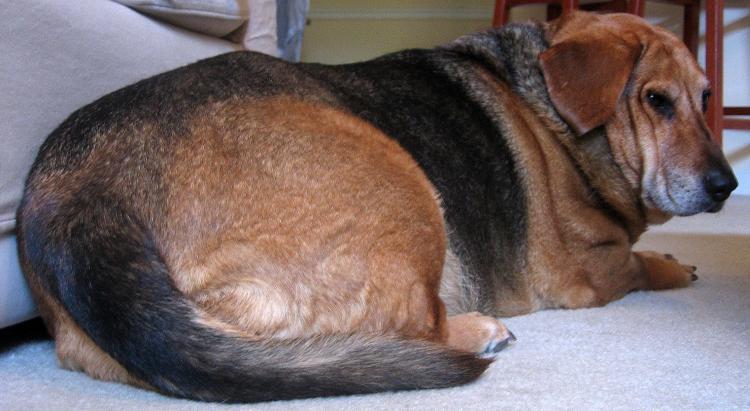 Perros obesos  perros infelices.