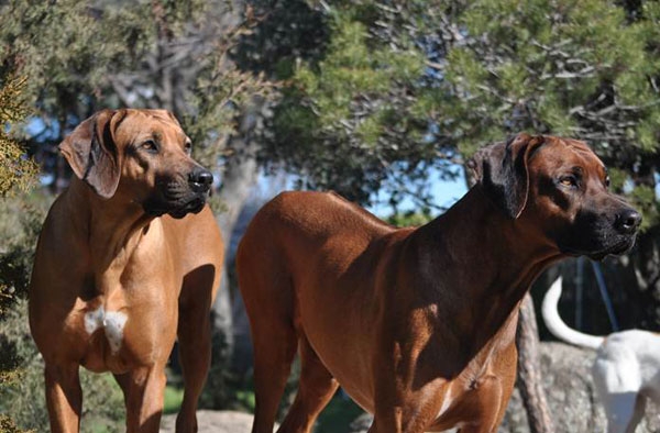 Rhodesian Ridgeback. Konwani ijumaa Chester y Astarotde valle dos lobos