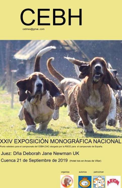 Basset Hound. Belleza. XXIV Exposición Monográfica del CEBH (Cuenca   España)