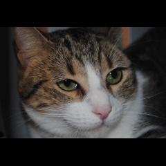 Luna.  Gato en adopcion que busca casa.