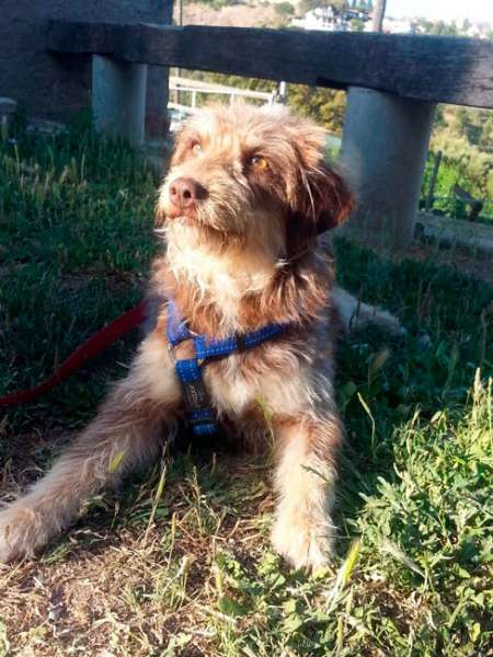 Perro mestizo. Hada. Perro mestizo. Hada.