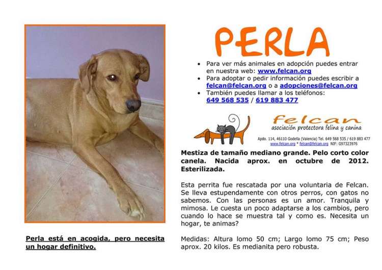 Asociación Protectora Felina y Canina FELCAN - Perro mestizo. Perla.