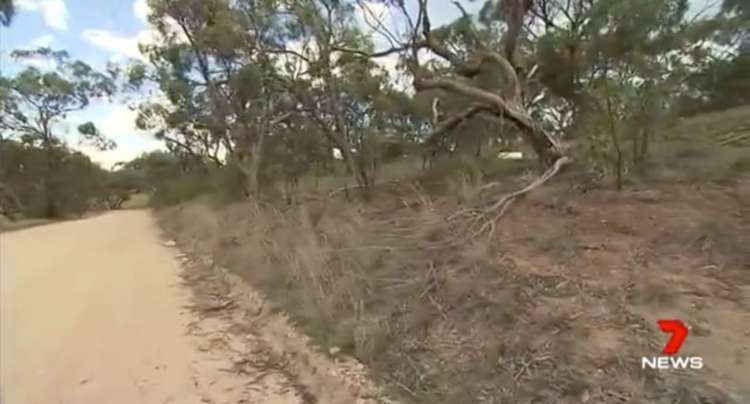 Los gatos fueron encontrados al costado de un camino en las afueras de Greenock. Los gatos fueron encontrados al costado de un camino en las afueras de Greenock.