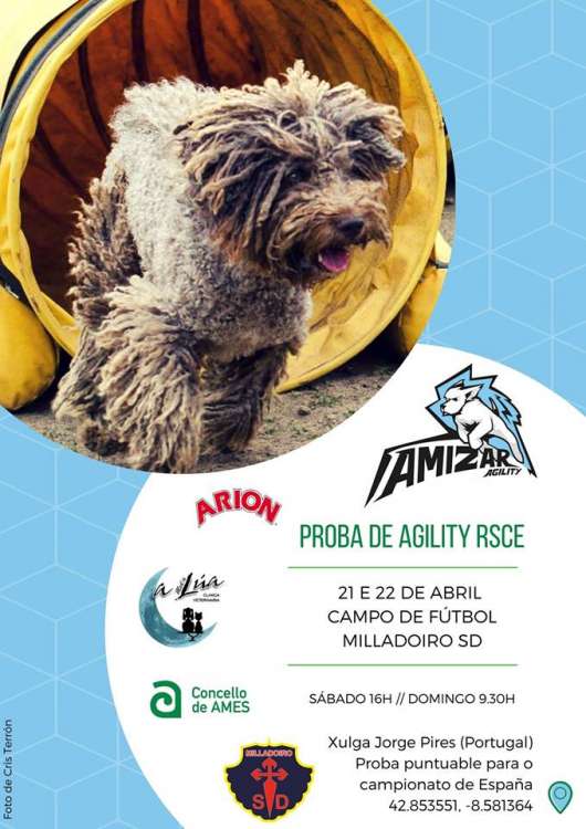 Agility. Prueba de Agility (A Coruña   España)