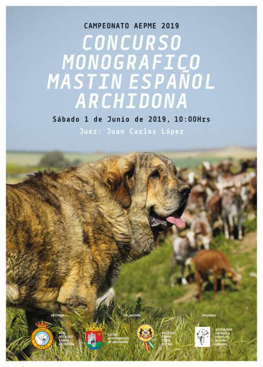 Asociación Española del Perro Mastín Español - Belleza. CONCURSO DE BELLEZA DEL MASTÍN ESPAÑOL (Málaga   España)