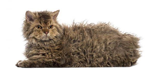 Selkirk Rex de Pelo Largo. Selkirk Rex de Pelo Largo.