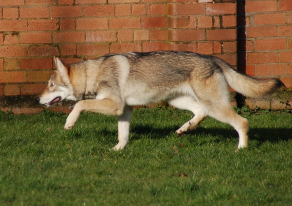 Tamaskan. Kirsten Dieks