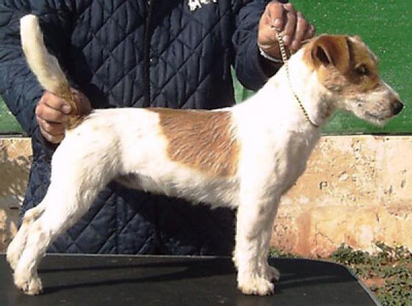 Jack Russell Terrier. Charming Charity of Jack´s Paradise