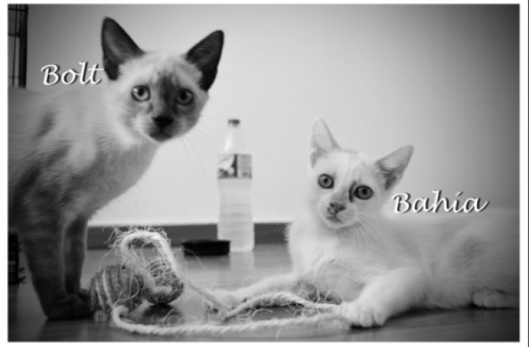 Bolt & Bahía. Bolt   Bahía.