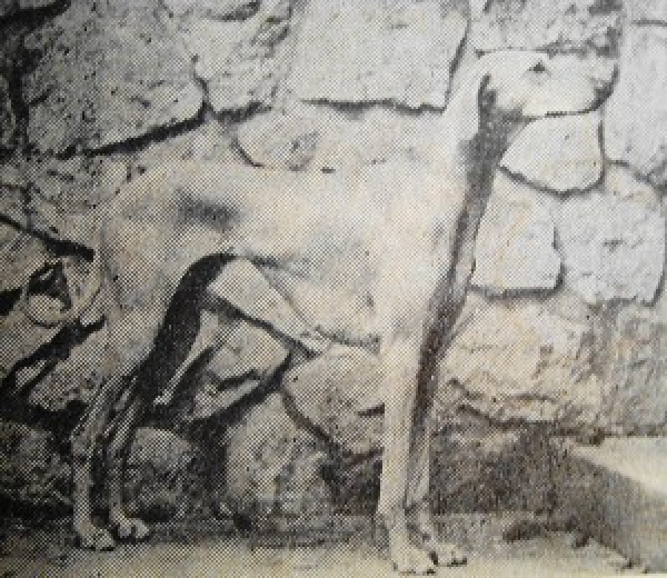 Azawakh. Perro del mosaico.