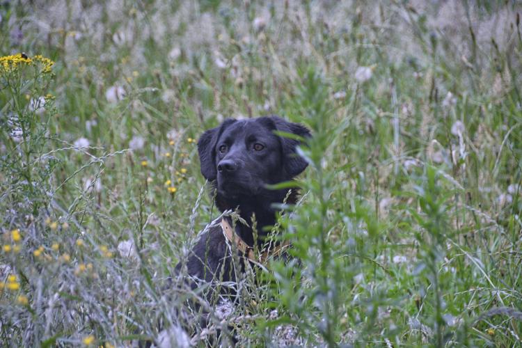 Como es la raza de perro Labrador Retriever Labrador Retriever negro entre la hierba