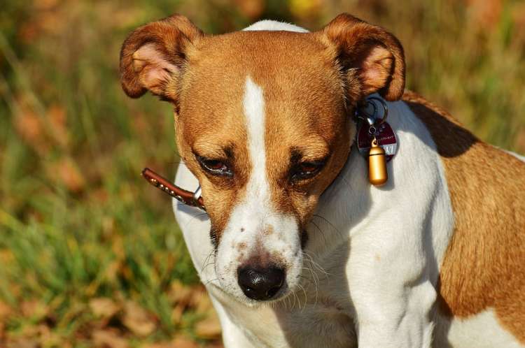 PETSmania - Jack Russell Terrier.