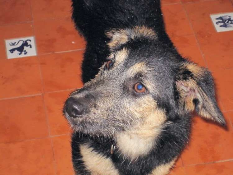 Dido Y Yeiko. Perro en adopcion que busca casa.