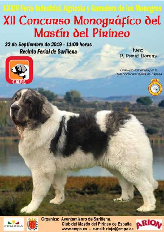 CLUB DEL MASTÍN DEL PIRINEO DE ESPAÑA - Mastín del Pirineo. Belleza. XII Concurso monográfico del mastin del pirineo (Huesca   España)