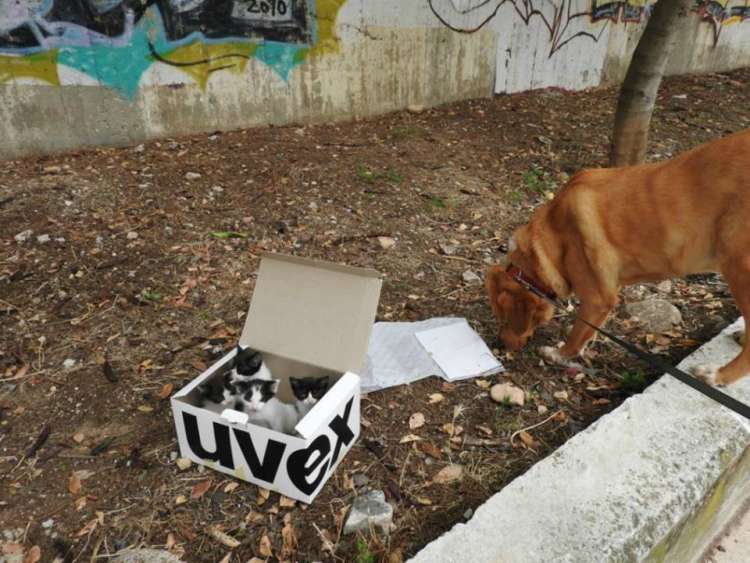 Perro encuentra a gatitos abandonados (FOTO Facebook SCARS)
