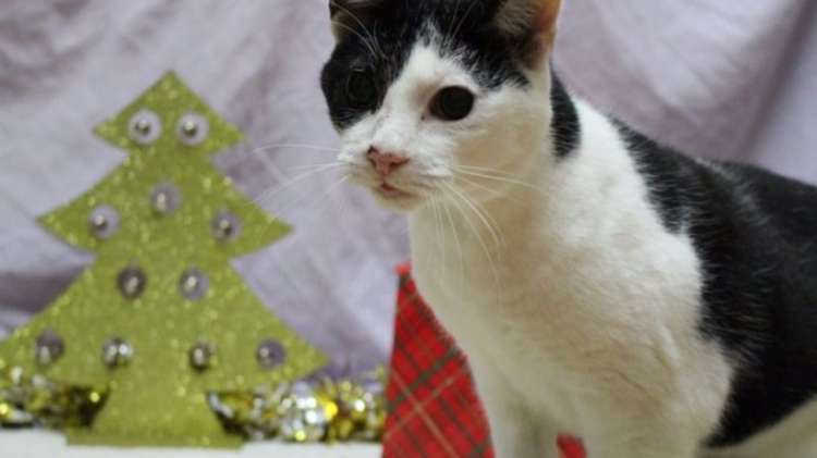 Rachel es ciega (Picture  RSPCA PA Wire)
