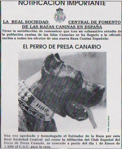 Dogo Canario. La revista canina "Guau" hizo en su momento esta importante notificación.