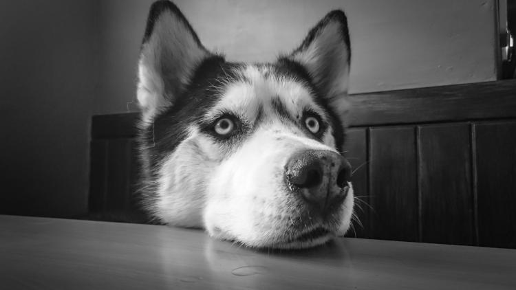 PETSmania - Cabeza de Husky Siberiano