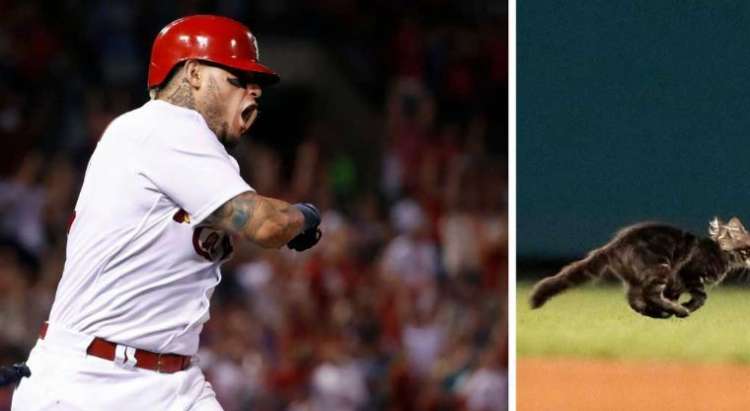 Yadier Molina y la suerte que le dio el gato