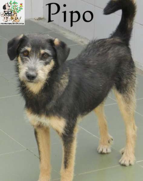 Perro mestizo. Pipo. Perro en adopcion que busca casa.