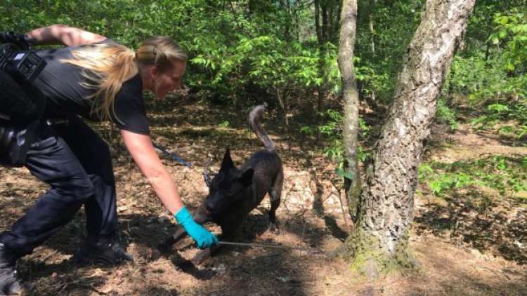 Ziva  uno de los perros entrenados para olfatear esperma. Ziva  uno de los perros entrenados para olfatear esperma.