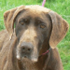 Don.  Perro en adopcion que busca casa.