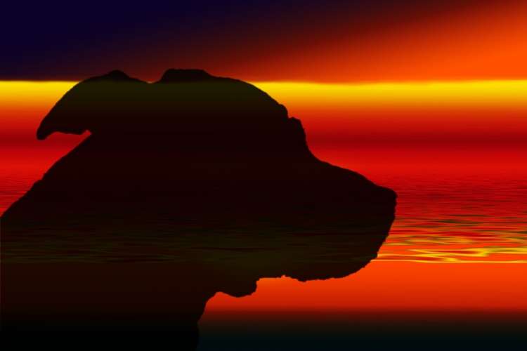 PETSmania - Pit Bull Terrier.