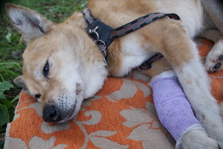 Perro lesionado Perro lesionado