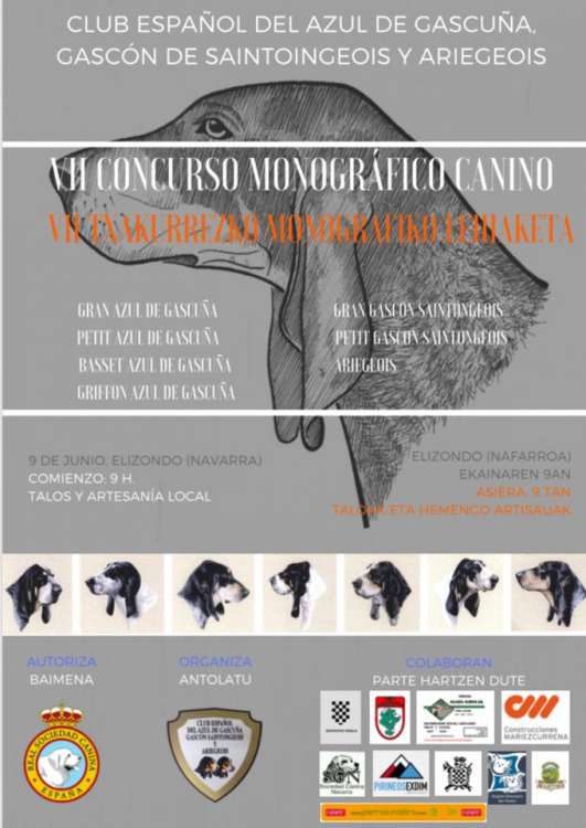 Belleza. VII Concurso Monográfico del Club Español de Azul de Gascuña Gascón Saintongeois y Ariegeois (Navarra   España)