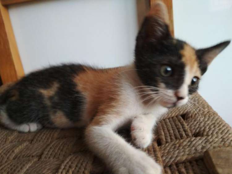 Gato mestizo. Chiquitina.