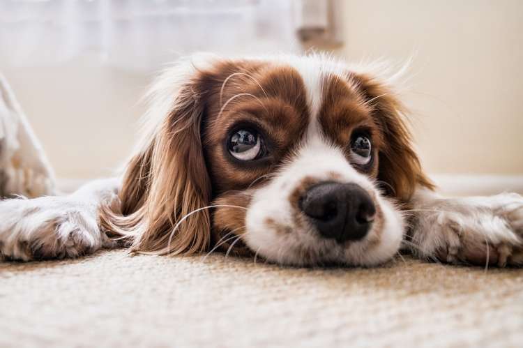 El virus de la influenza canina H3N2 es altamente contagiosa entre perros.