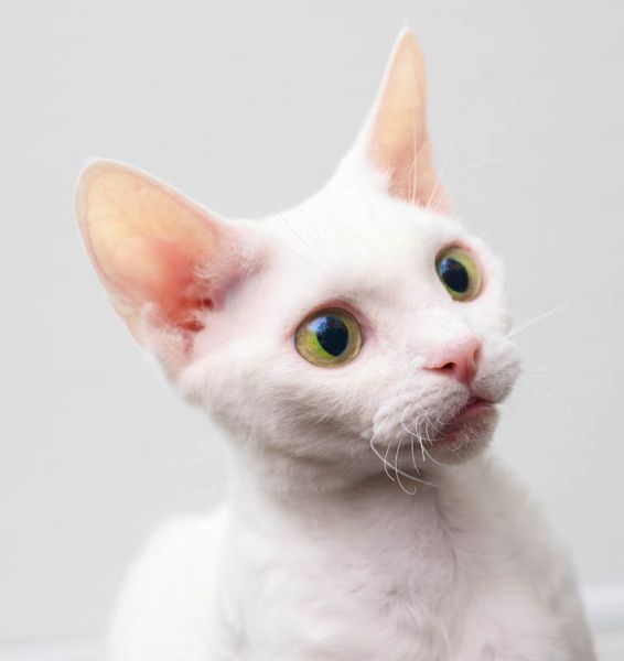 Devon Rex. Devon Rex.