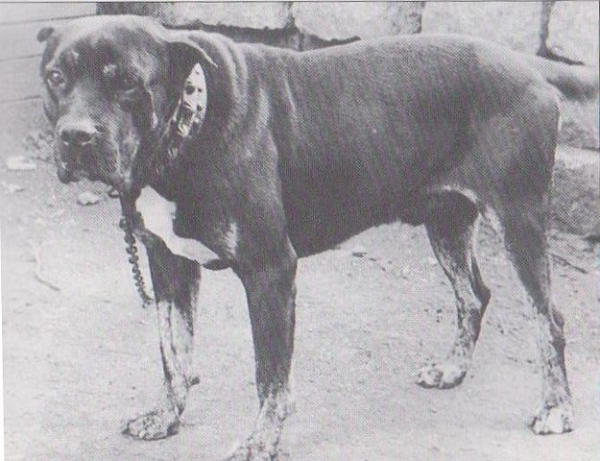 LA ISLA DE LOS VOLCANES - Dogo Canario. Derby  Derby, 1952 En este ejemplar se advierte claramente la influencia de la raza majorera