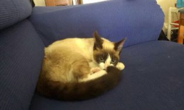 Misi.  Gato en adopcion que busca casa.