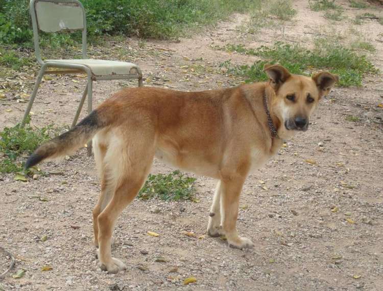 Estrella. Perro en adopcion que busca casa.