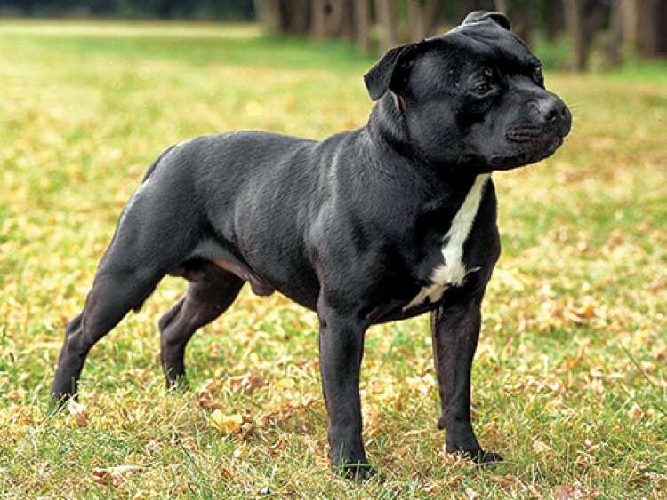 STAFFORDSHIRE BULL TERRIER (Foto moderndog) STAFFORDSHIRE BULL TERRIER (Foto moderndog)