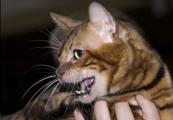 Toyger. por Nickolas Titkov Toyger. por Nickolas Titkov