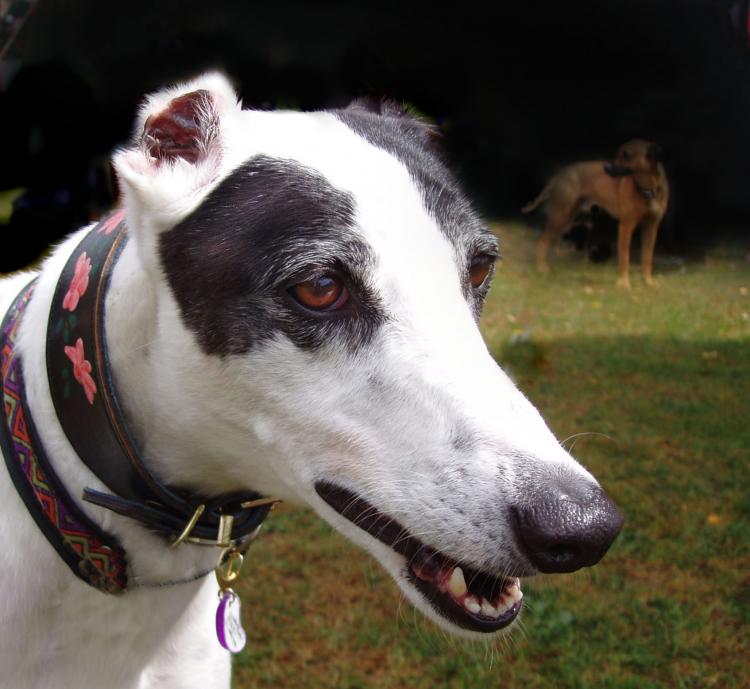 Perro con orejas cortadas Perro con orejas cortadas