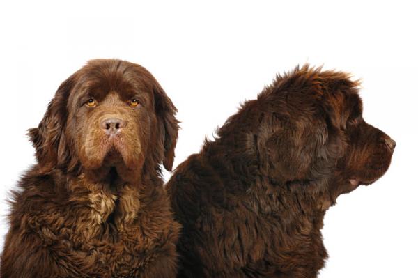 PETSmania - Terranova. 