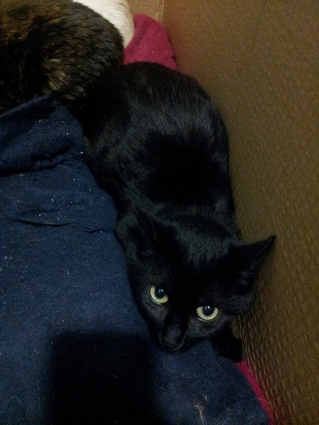 Comun Europeo. Pucca