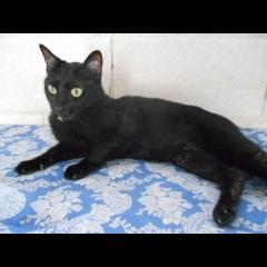 Noah.  Gato en adopcion que busca casa. Noah.  Gato en adopcion que busca casa.