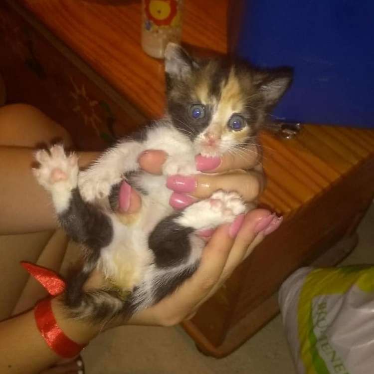 REDENCION - Gato mestizo. 3 Peque?ines.