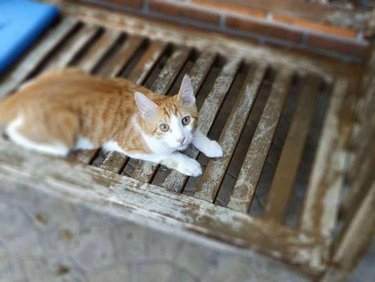 Ben. Gato en adopcion que busca casa.