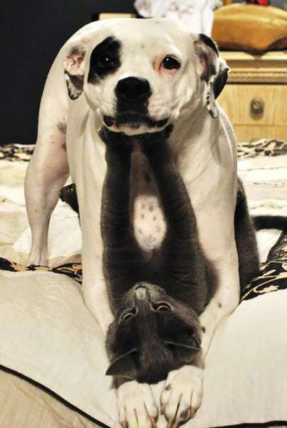 ¿Qué sucede cuando perros y gatos se ven obligados a vivir bajo el mismo techo ¿Qué sucede cuando perros y gatos se ven obligados a vivir bajo el mismo techo